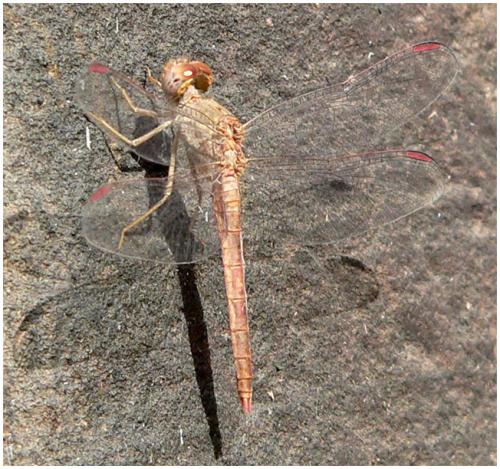 Réf. 195 179 : Crocothemis divisa